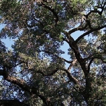 Trees