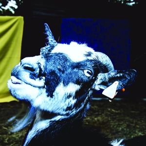 Day Trip To the Petting Zoo