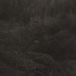 Mok, Lesley - Transient